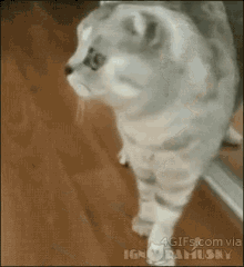 Cat Shocked GIF - Cat Shocked Mirror GIFs