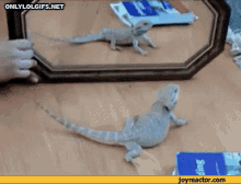 Lizard Tries To Fight Himself In Mirror Reflection GIF - Lizard Lizard Vs Mirror When Will My Reflection Show GIFs
