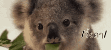 วิ้งค์ ขยิบตา โคอาล่า GIF - Wink Winking Koala GIFs