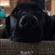 Bath Dog GIF - Bath Dog GIFs