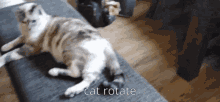 Cat Rotate GIF