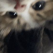 a close up of a cat 's face with a red nose and black eyes