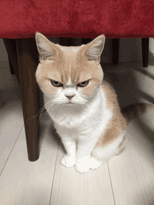 Angry Cute Cat Cat GIF - Angry Cute Cat Cat Angry Cat GIFs