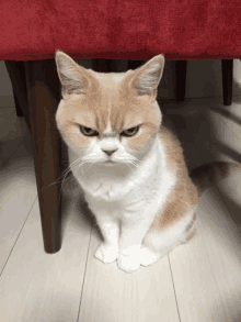 Angry cat animals GIF on GIFER - by Dorinadar