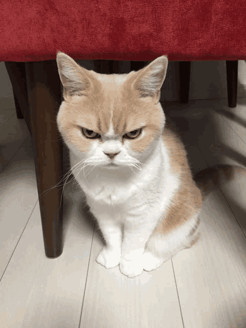 Angry cat#cutecat#funnycat#fyp #foryou