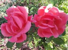 Roses Corel Flowers Gardening GIF - Roses Corel Flowers Gardening GIFs