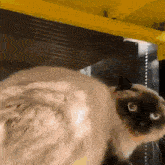 a close up of a cat 's face with yellow eyes