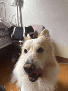 a close up of a dog 's face with its tongue out
