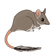 marsupial phascogale red tailed phascogale red tailed wambenger