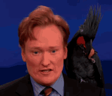 Conan Obrien Black Palm Cockatoo GIF - Conan Obrien Black Palm Cockatoo Raised Eyebrow GIFs