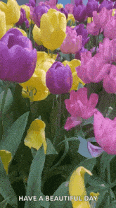 Spring Flowers GIF