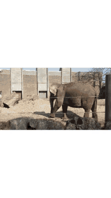 Stomping Elephant GIF - Stomping Elephant GIFs