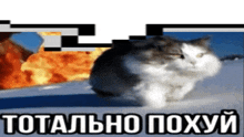 a cat is sitting in front of a fire with the words totalno poxyui in the bottom right corner