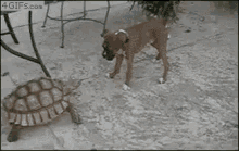 Turtle Vs Dog GIF - Turtle Dog Scared GIFs