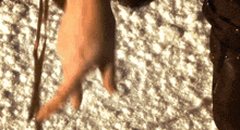 a close up of a person 's hand dipping a piece of chocolate