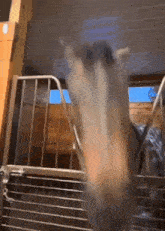 a close up of a horse 's head in a stable .