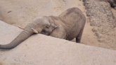 an elephant laying on a rock with its trunk extended