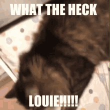 Louie Louie What The GIF - Louie Louie What The What The Heck GIFs
