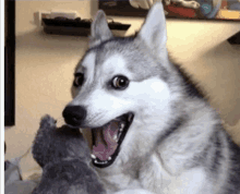 7 Super Funny Gifs Of Just Hilarious Huskies Being Silly - I Can