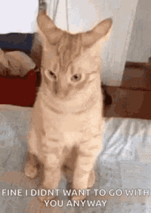 Cat Whats That GIF - Cat Whats That Funny GIFs