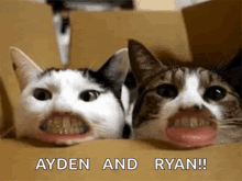 funny cats teeth ayden and ryan