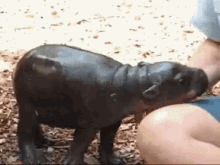 Adorable GIF - Hippo Baby Hippo Cuddle GIFs