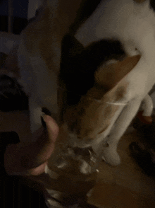 Cats Funny Cats GIF - Cats Funny Cats Cat GIFs