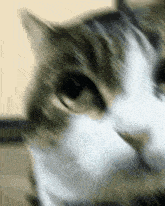 Wawa Cat Fancam GIF