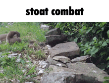 combat stoat