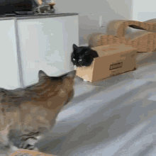 Out Cat GIF - Out Cat Bye GIFs