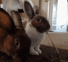 bunny rabbits eat eating