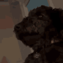 Dog Sporkpepper GIF - Dog Sporkpepper GIFs