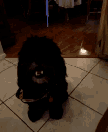 Dog Panting GIF - Dog Panting GIFs
