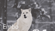 Emboo Wolf GIF - Emboo Wolf Howl GIFs
