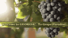 Welcome To Georgia Saqartvelo GIF - Welcome To Georgia Saqartvelo Grape GIFs