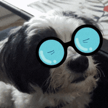 Dog Glasses GIF