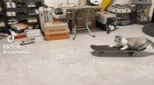 Cat Skate GIF - Cat Skate Board GIFs
