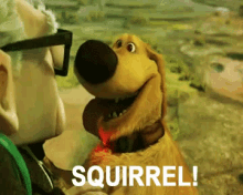 Distracted GIF - Adhd Distracted Squirrel GIFs