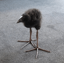 a small black bird with a white beak is standing on a carpet