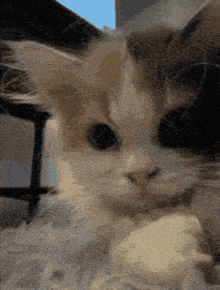 a close up of a cat 's face looking at the camera