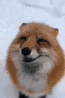 a close up of a fox 's face with a smile on its face