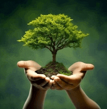 a person is holding a tree in their hands with a green background .