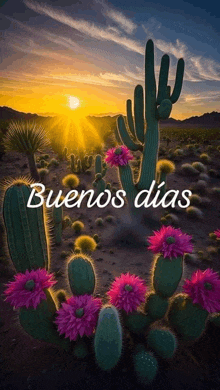 a bunch of cactus with purple flowers and the words buenos dias on the bottom