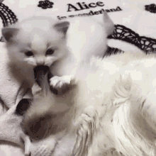 Cat Cat Licking GIF