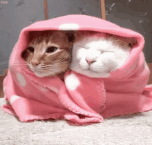 Cute Cats GIF - Cute Cats Blanket GIFs