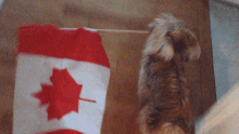 Canada Dog GIF - Canada Dog Canadian Flag GIFs