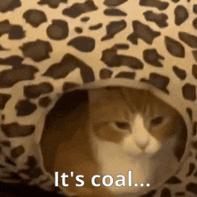 a cat is sitting in a leopard print cat bed with the words it 's coal written above it .