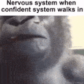 a close up of a gorilla 's face with the words nervous system when confident system walks in .