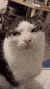 a black and white cat is looking up at the camera .