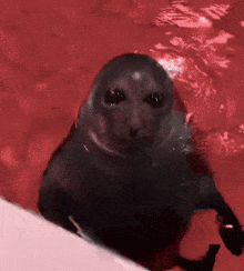 a seal swimming in a pool with red water